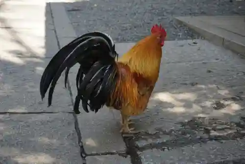 谷保天満宮の動物