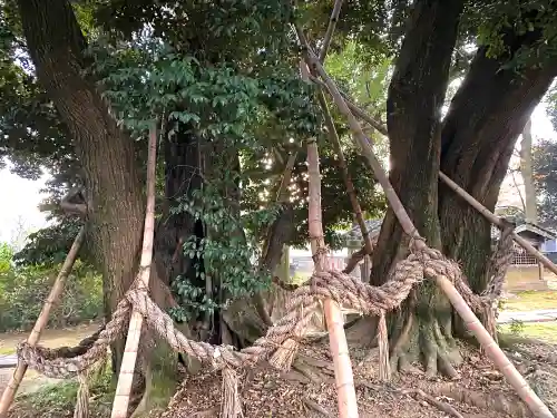 多気比売神社(埼玉県)
