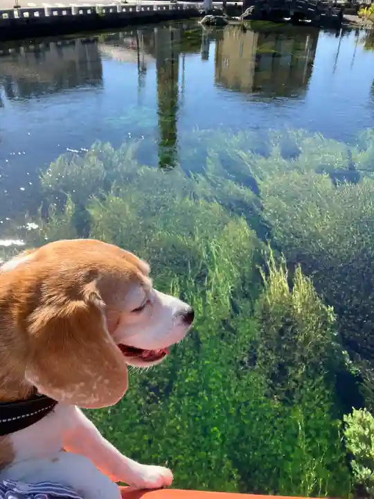 富士山本宮浅間大社の動物