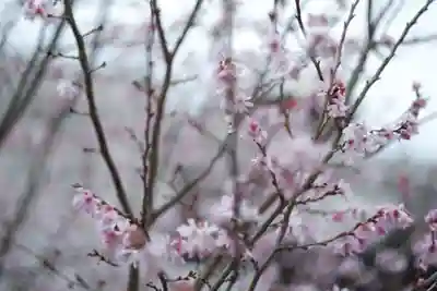 妙蓮寺(京都府)