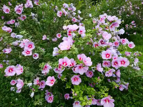 女満別神社の自然