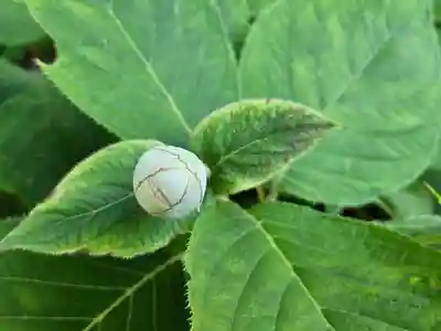伊香保神社(群馬県)