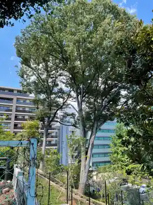 正八幡神社の自然