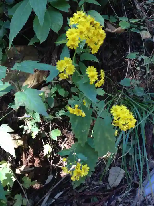 武蔵御嶽神社の自然
