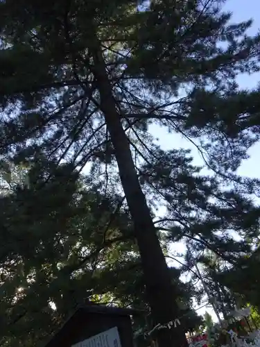 井草八幡宮の自然