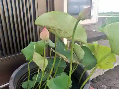 雨竜 専福寺の庭園