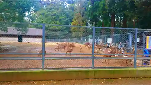 鹿島神宮の動物