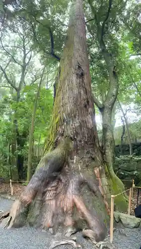 伊勢神宮内宮（皇大神宮）の自然