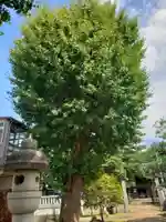 松尾神社の自然