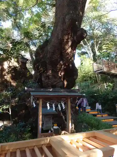 來宮神社の自然