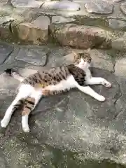 玉野御嶽神社の動物