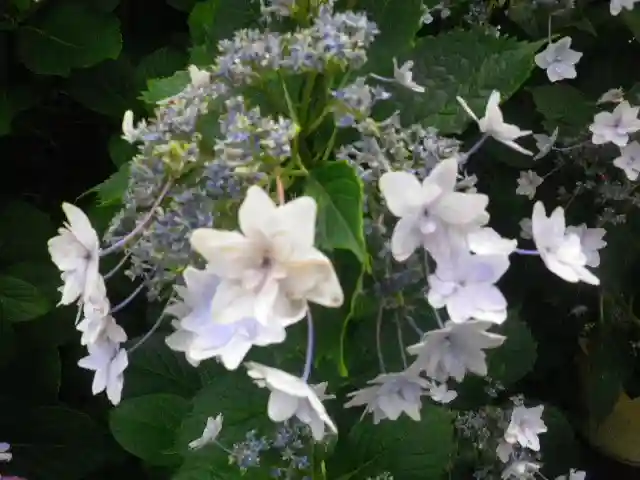 五所神社の自然