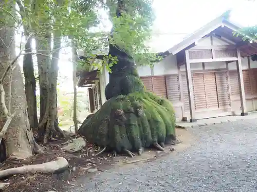 伊雜宮（皇大神宮別宮）の自然