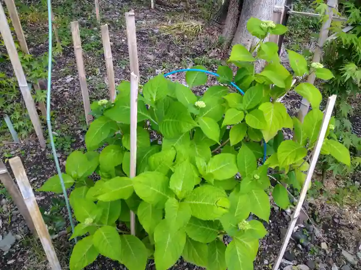 阿智神社(岡山県)