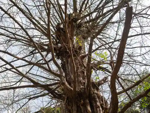 赤坂氷川神社(東京都)