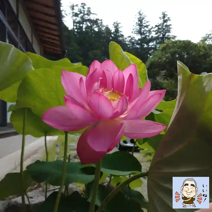 日蓮宗 総本山 塔頭 定林坊(じょうりんぼう)の自然