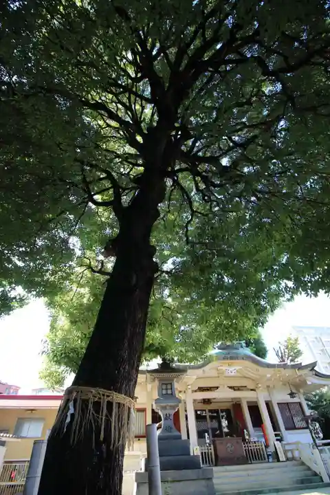 荻窪白山神社の自然