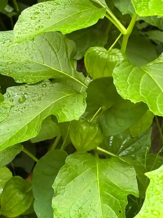 西野神社(北海道)