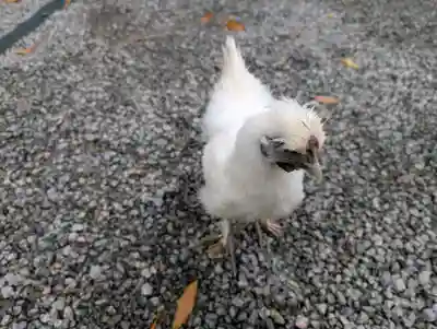 高屋敷稲荷神社(福島県)