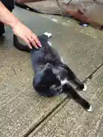 岡部春日神社~👹鬼門よけの🌺花咲く🌺やしろ~(福島県)