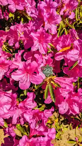 菊田神社の自然