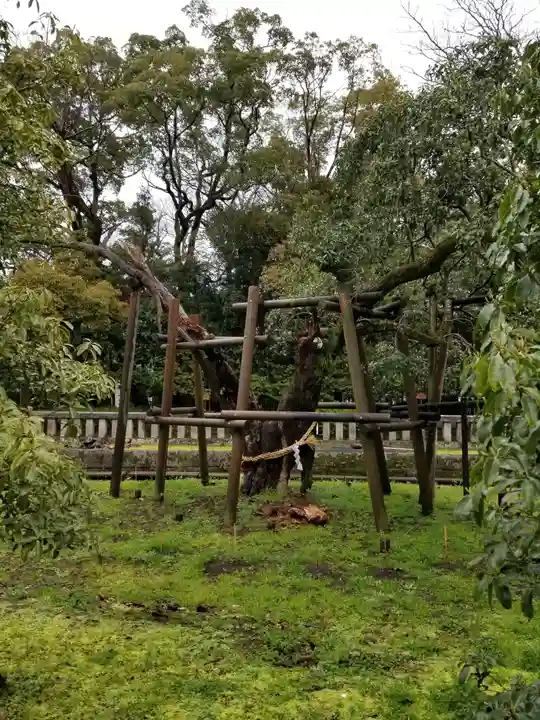 三嶋大社の自然