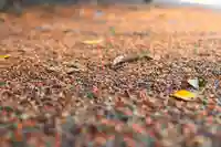 三津厳島神社(愛媛県)