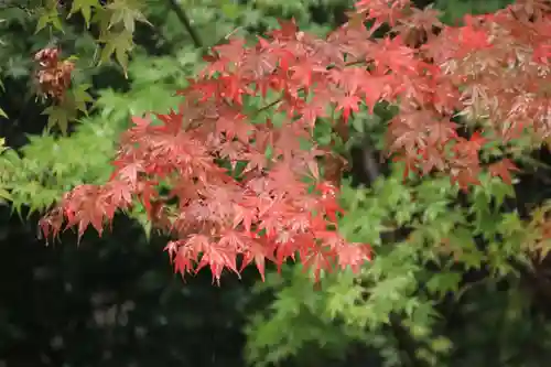鹿島大神宮の自然