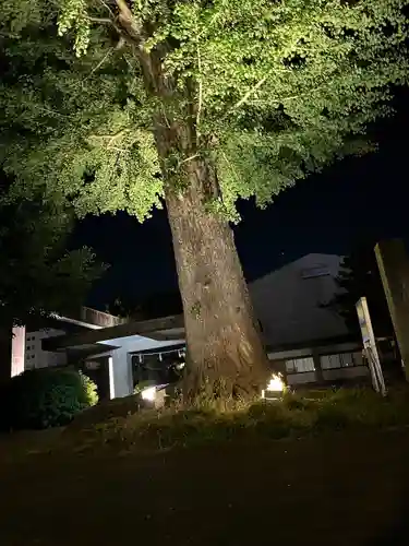 福井神社(福井県)