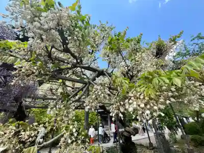 天台宗 五大山 白毫寺(兵庫県)