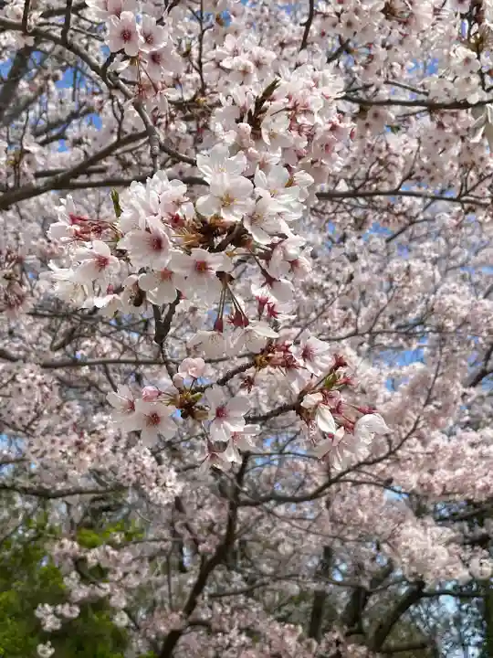 伊和都比売神社の自然
