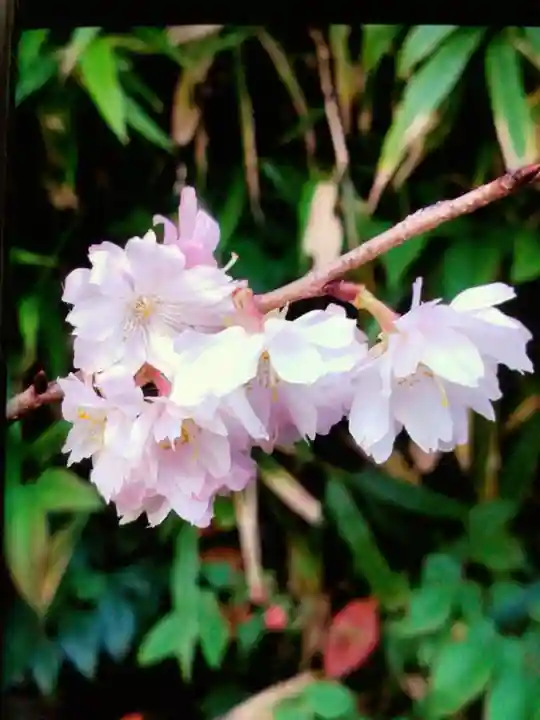 正寶院(飛不動尊)(東京都)