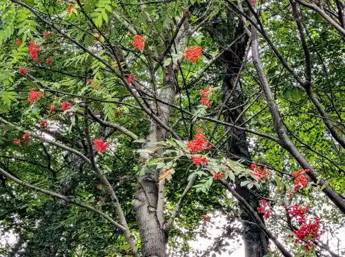 大雪山層雲峡神社(北海道)