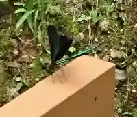 津森神宮の動物