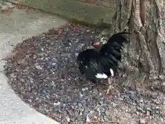 賀露神社の動物