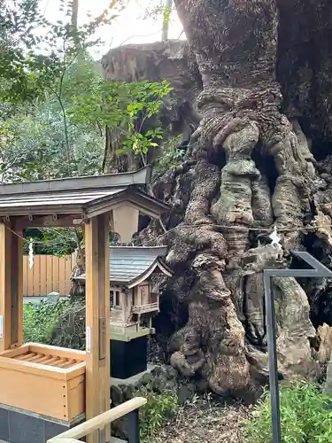 來宮神社(静岡県)