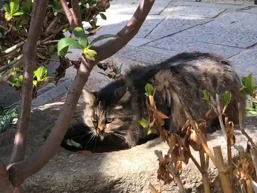 尼崎えびす神社の動物