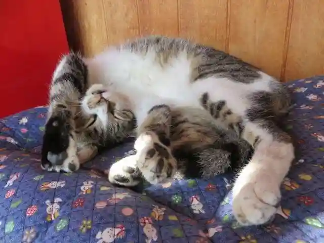 御誕生寺(猫寺)(福井県)