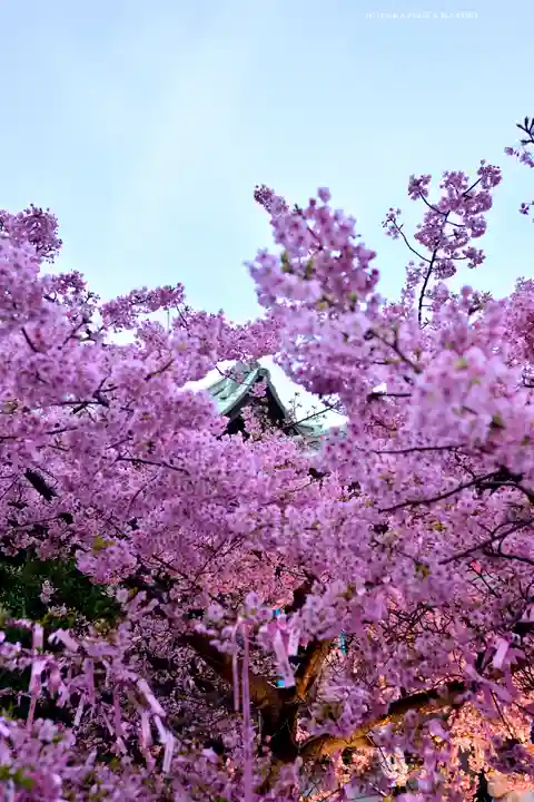 桜神宮(東京都)
