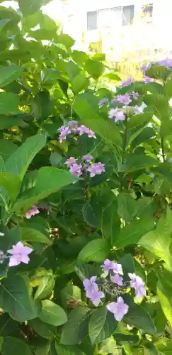 素盞雄神社の自然