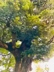 大鷲神社の自然