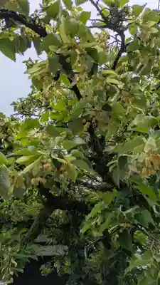 廬山寺(廬山天台講寺)(京都府)