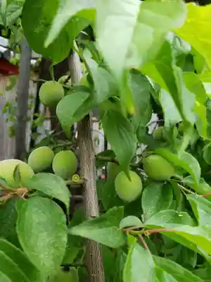 成願寺(東京都)