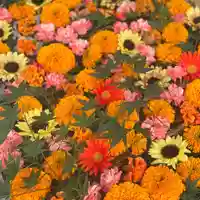 長良神社の手水舎