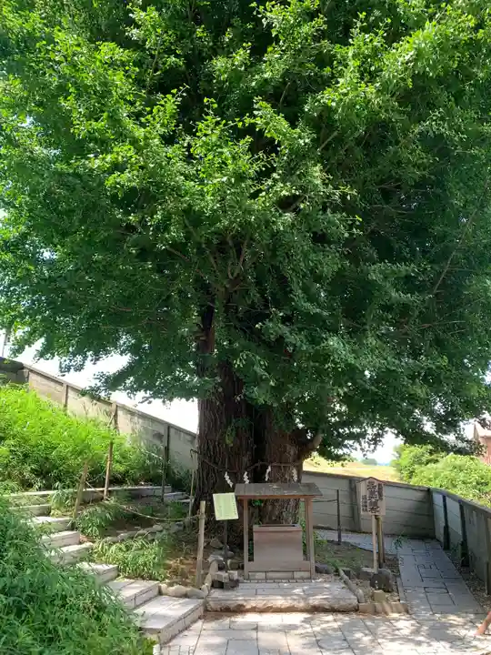堤治神社の自然