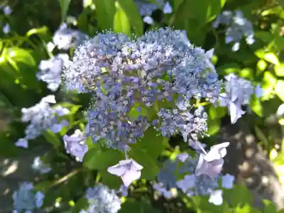 御誕生寺（猫寺）(福井県)