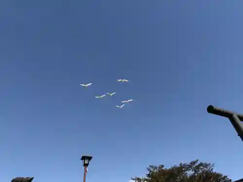 豊幌神社の動物