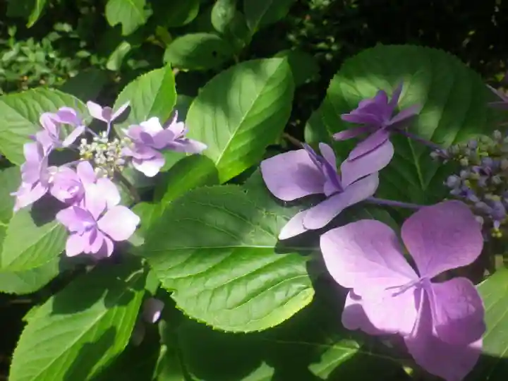荏柄天神社の自然