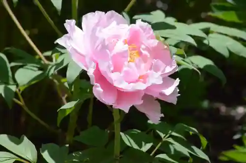 青龍山 吉祥寺(群馬県)