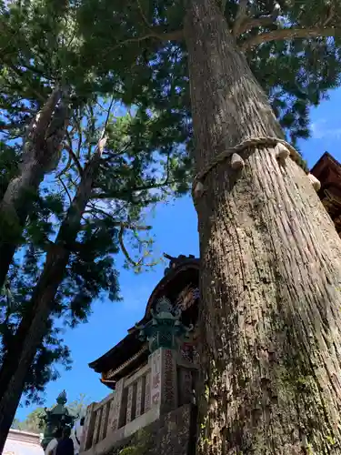 三峯神社(埼玉県)